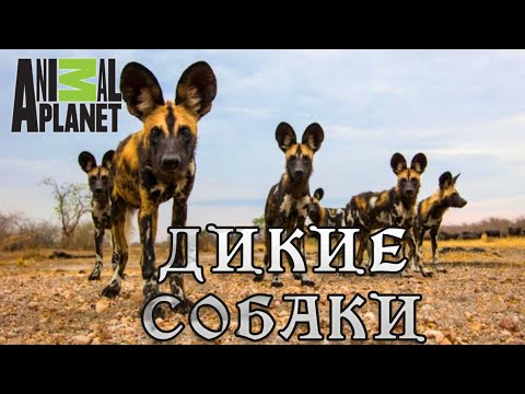 Гангстеры дикой природы - Дикие собаки. #Документальный фильм Animal Planet 12+