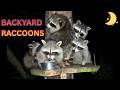 Backyard Momma Raccoon and Kits