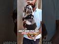 🔥Bengaluru Puppies 🔥 | ❤️ Harlequin Great Dane Puppies Looking for Homes🏡🐶  #shorts