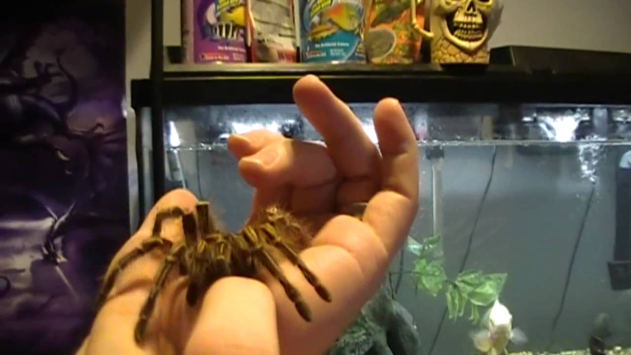 biteable Chaco Golden Knee Molted