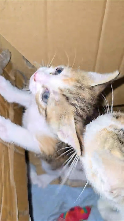 mama & baby 🐈🐈 #cat #shortsvideo #vikramvibes #ytshorts #kitten #vikramcomedy #cute #messironaldo