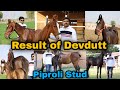 Result of Stallion devdutt, Piproli Stud Farm!!Colt Filly category