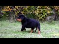 Rottweiler female puppy for sale ph 9594797777