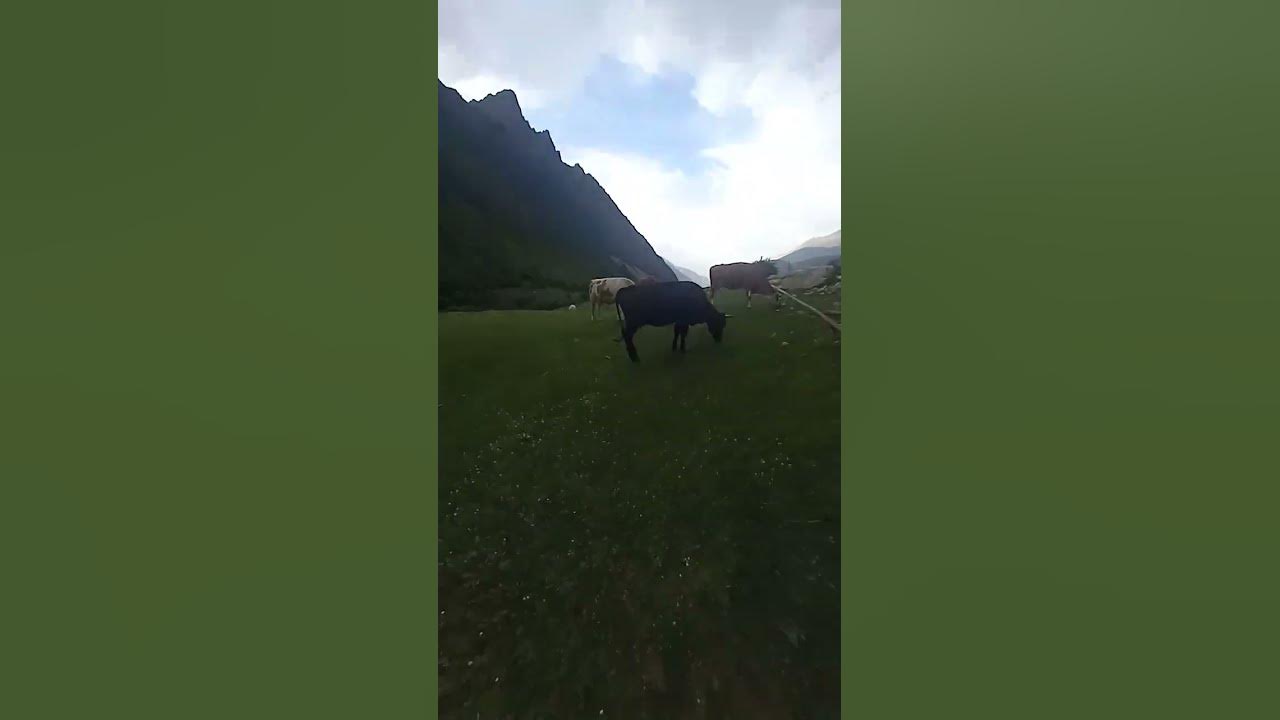 коровы в архызе. коровы кбр.