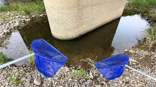 雨の後に取り残された魚捕獲してみた【ガサガサ】