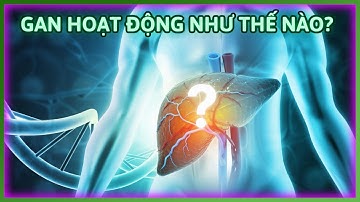 Gan hoạt động như thế nào?