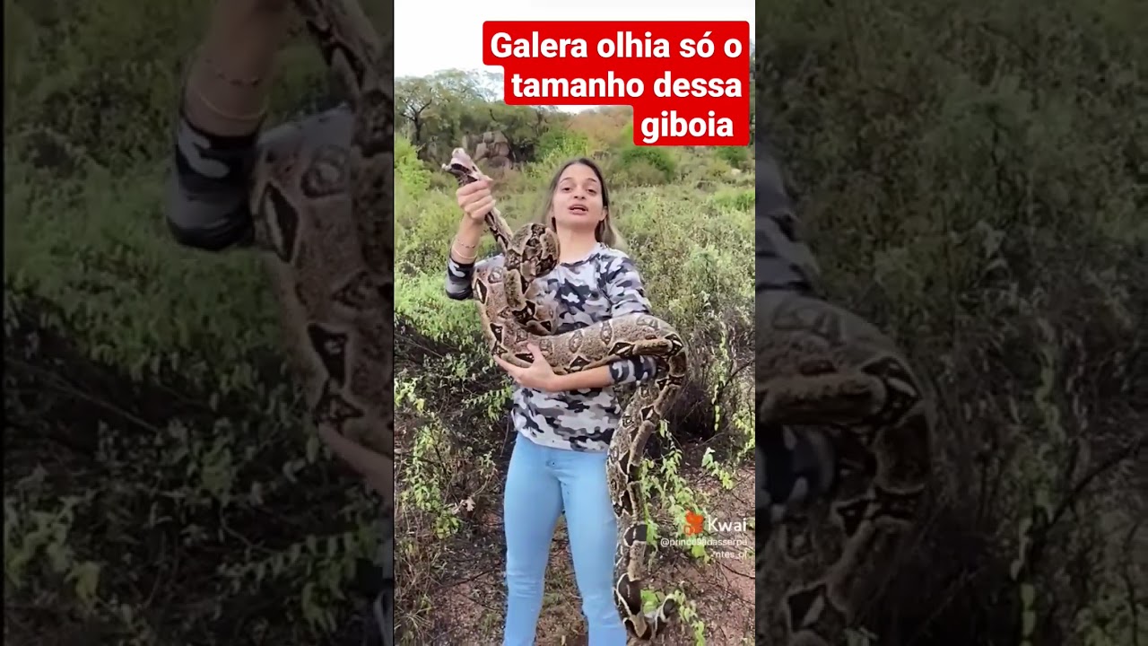 galera oliha só o tamanho dessa jiboia #jiboia #cobra