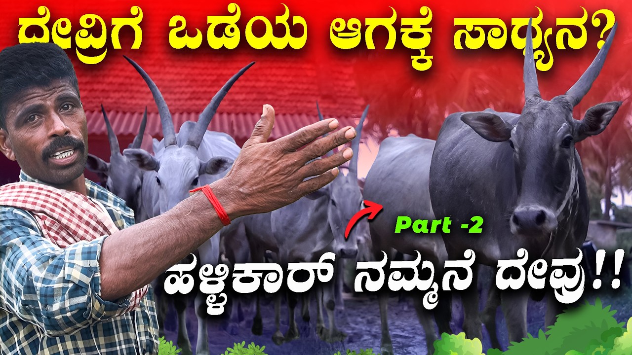 HALLIKAR COWS OF FARMER NAGARAJU ARASIKERE | ಕರ್ನಾಟಕದ ಗೋವುಗಳು!!