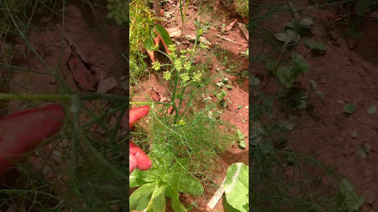 Fennel🌱Plant  [ Foeniculum vulgare ] .