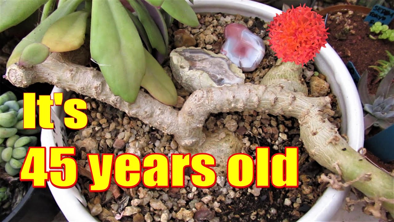 KLEINIA FULGENS - My Oldest Plant  | THROWBACK Thursday #2