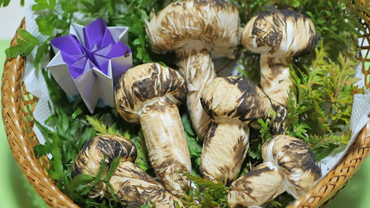 美味しそうな松茸できましたｗ ティシュペーパーで作る松茸 Diy Paper Craft Matsutake Mushroom Youtube
