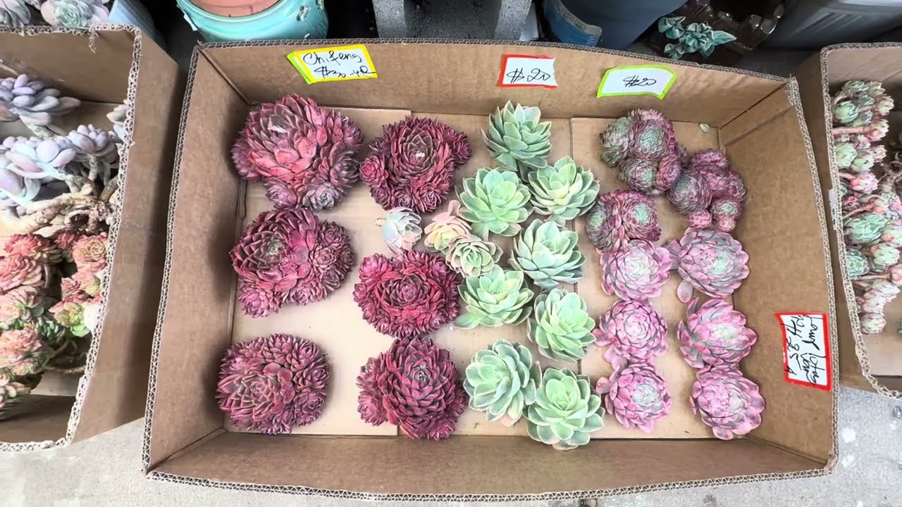 Feb 11-2026. New Shipment Came. Free Shipping $150. Beautiful Echeverias Var/no Var. 408-992-5539.