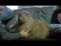 Most Adorable Capybara In Blissful Ecstasy カピバラのエクスタシ