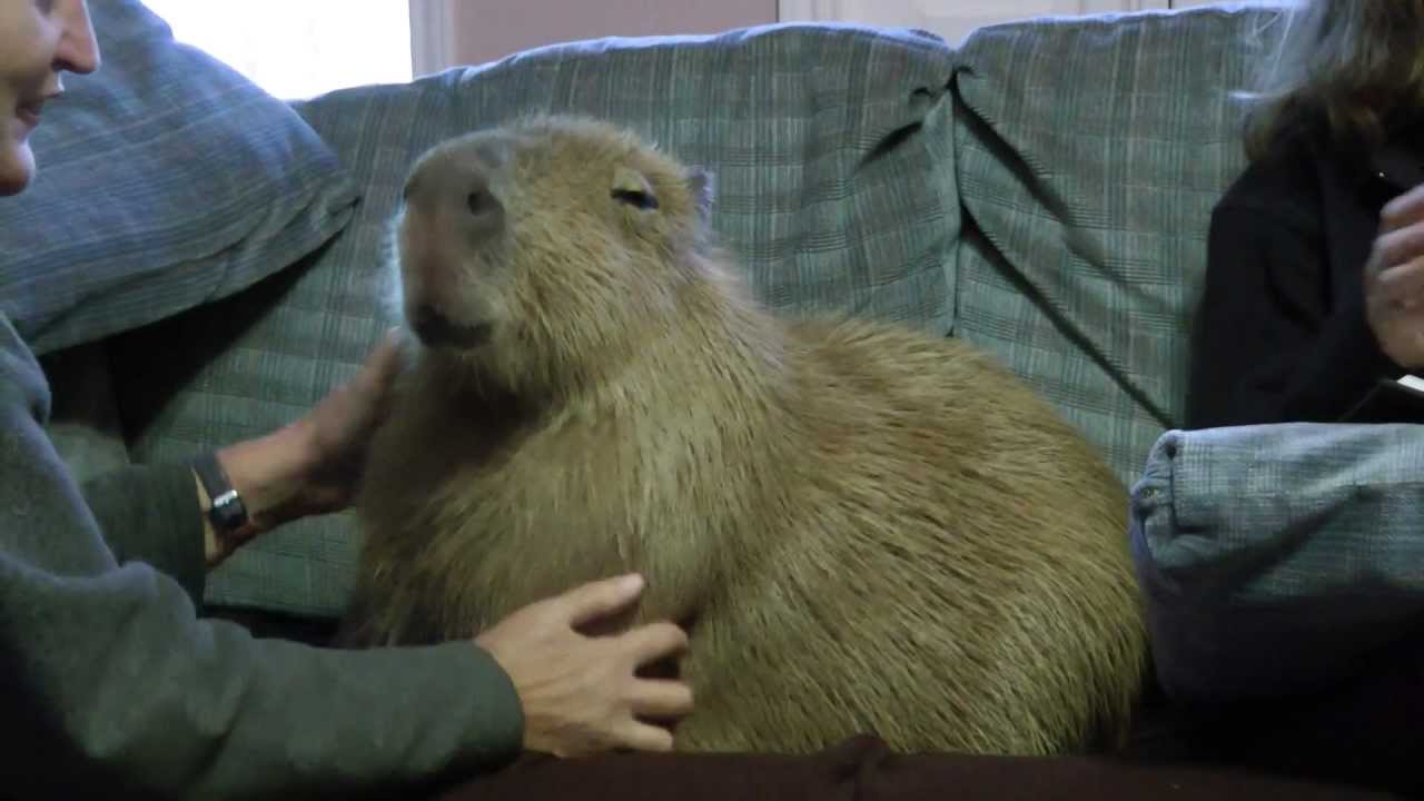 Uncategorized  capybaraworld