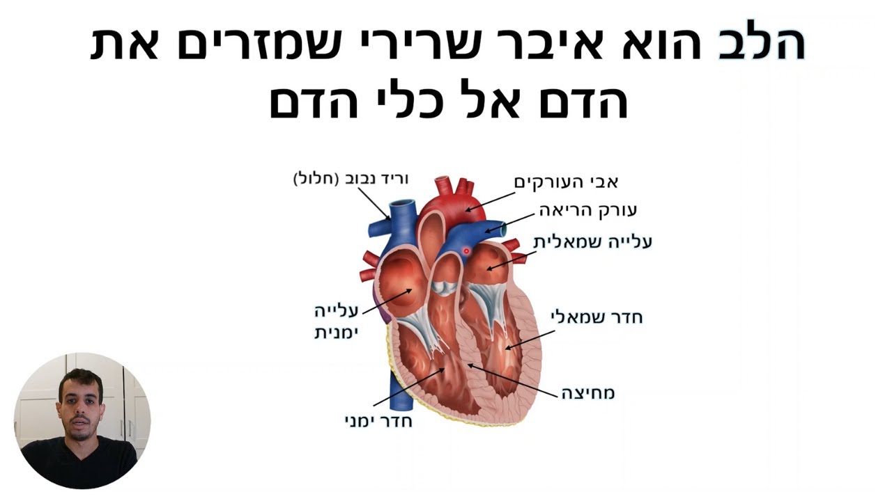 מערכת ההובלה - מבנה ופעילות הלב (לבגרות בביולוגיה) - YouTube