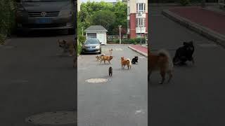 Why did you got scared?? #pets #dogs