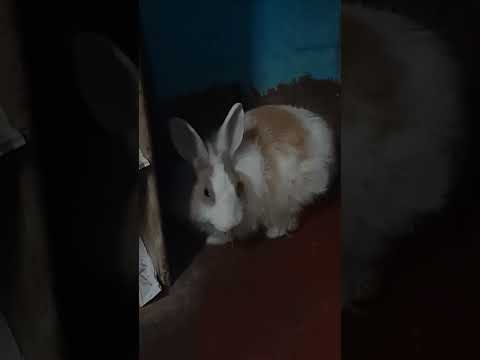 I left my rabbit alone and see what she is doing #shorts #youtubeshorts