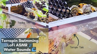 Terrapin ASMR Swimming | Water Sounds for Relaxation | Lofi ASMR | Sandra Faustina by Sandra Faustina 29 views 4 months ago 4 minutes, 23 seconds