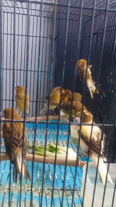 Kenari warna ini masih sangat rendah untuk di angkat naik harganya.