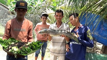 BẮT CÁ LÓC SIÊU TO KHỔNG LỒ NƯỚNG TRUI MÓN NGON DÂN DÃ MIỀN TÂY/CATCH BIG FISH NGÃ NĂM TV