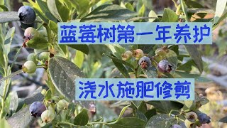 【种蓝莓之三】蓝莓第一年的养护方法蓝莓新树苗如何浇水施肥以及是否需要剪枝FirstYear Blueberry Plant Care