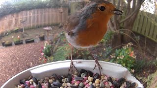 Beaky, het gehandicapte roodborstje, probeert te leren hoe hij met zijn misvormde snavel aan voed...