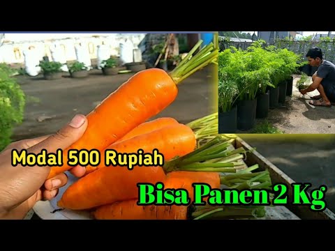 Cara menanam WORTEL dari biji sampai panen || How to grow carrots from