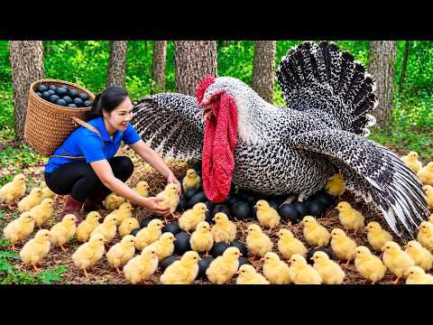 Harvesting Ancient Egyptian Chicken in the Jungle & Go to Market Sell | Family Life in the Country