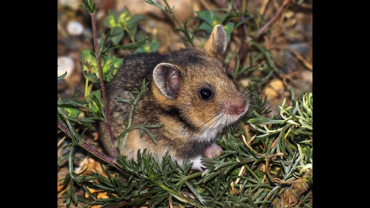 Хомячок Эверсмана