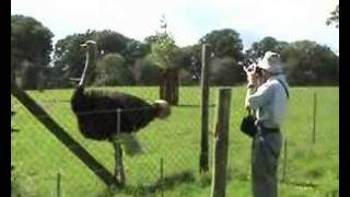 Ostrich Encounter