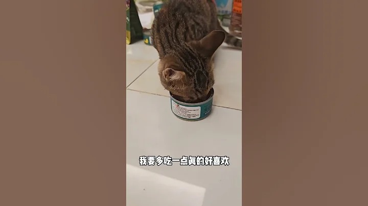 Video 10053691: cats catlover cutecat funnycats, pets catlover cutecat funnycat, kitten cutecat catlover funnycats, pets funnycats catlover cute, catlover cutecat funnycat animal, catlover pets funny cutecat, cats pets animals fun