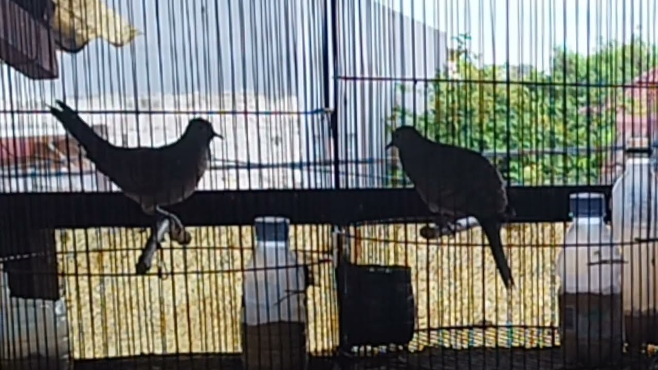 Pikat Kutut Manggung, Bohong Kalau Tidak Nyaut