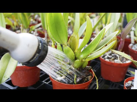 Video: Gibt es rote Orchideen?