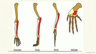 OPENSTAX Biology 2e Sec 18 01 Understanding Evolution pp 471 480