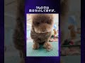 犬のトリミングサロンで虚無顔選手権!虚無顔も可愛い!