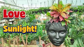 Got a Sunny Room? ☀️ | Best High Light Plants for Indoors