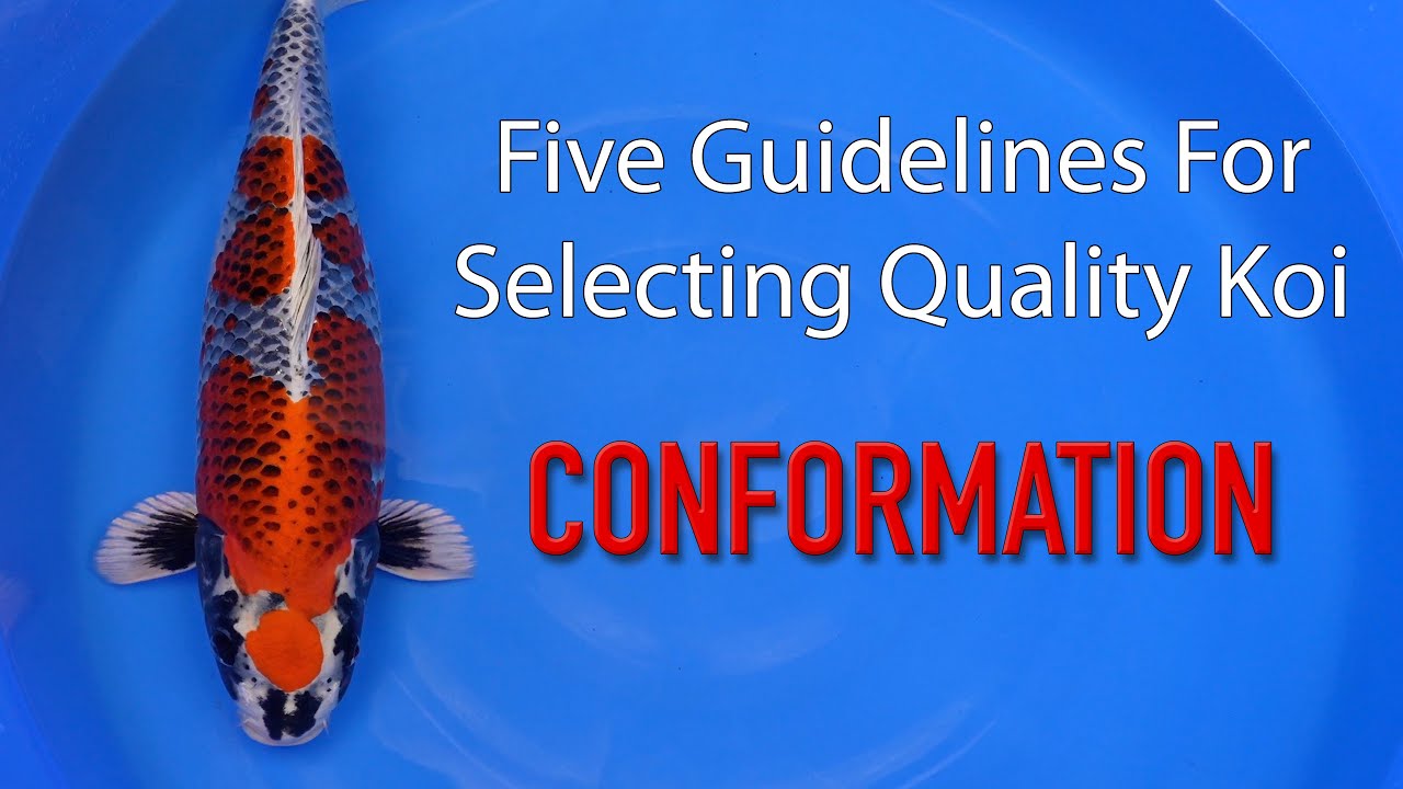 5 Guidelines to Selecting Quality Koi - #1 Conformation