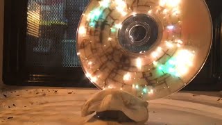 A CD and CFL bulb in the microwave