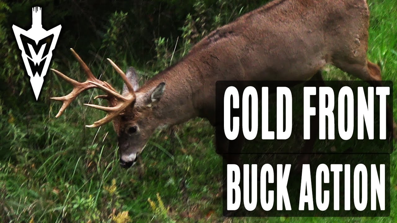 October Cold Fronts, Big Buck Action Midwest Whitetail YouTube