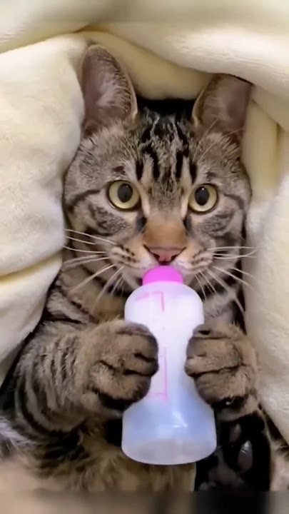 cat wants milk #fypシ😆🍼😰j5131