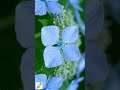 啵啵頭BOBOTO: #繡球花 #Hydrangea #紫陽花 #縮時攝影 #TimeLapse #花開 #微距攝影 #療癒影片 #夏日花卉 #園藝