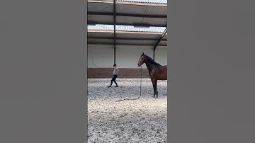 Crazy hoomans 🤪 #trtmethod #tristantucker #equestrian #horse #horses #horsetraining #shorts