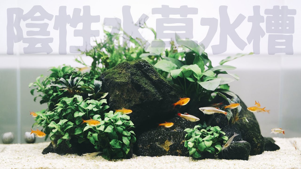 ファッション姫 通販 ｱｸｱﾘｳﾑ】溶岩石で作る陰性水草水槽【ﾅｯﾍﾟ】 - YouTube レイアウト用品