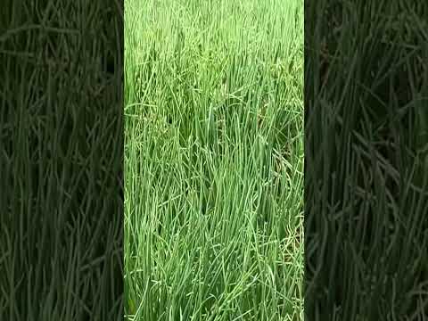 Jaffna Onion Farm