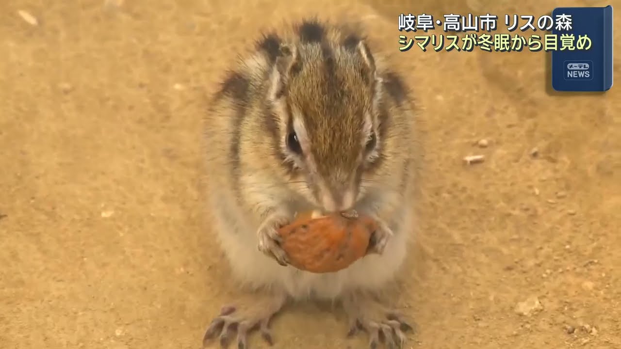シマリスが冬眠から目覚め　岐阜県高山市「リスの森」営業始まる　 (26/03/14 12:10)