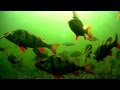 Grand Canal. Slow TV Ireland: 1 hour relaxation underwater footage. Великий Канал. Подводная съёмка.