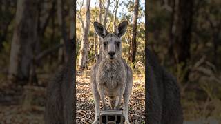 KANGAROO SHTS ON MY CAMERA              #cameratrap #trailcam