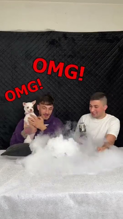 Download lagu Experimenting with Niki Chihuahua 😝🤓 #mreviatar #niki #nikichihuahua #shorts