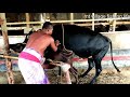 #OMG#cow-meeting#cows-crossing#cows-breeding#