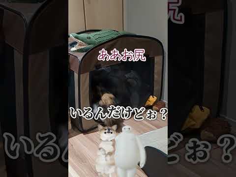 個室居酒屋クロコダイル #柴犬スティーブ #アテレコ #コーギー